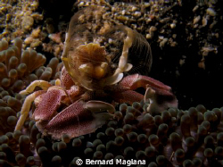 This one is not camera shy... by Bernard Maglana 